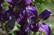 Clematis 'Sunny Sky'